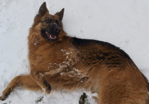 Szymon w wolnym czasie walczy na śmierć i życie z psem